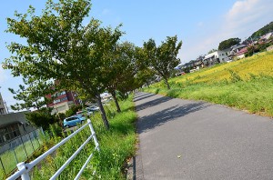 一年前のつくば市北条地区の筑波自転車道