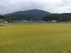 黄金色の絨毯の向こうに山