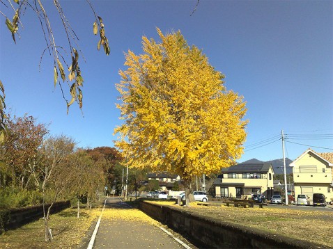 紅葉のりんりんロードの旧小田駅