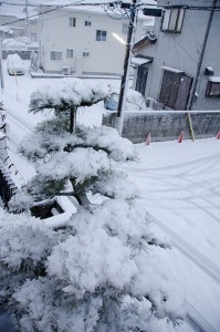 雪の松