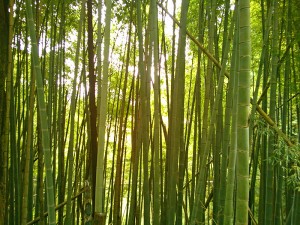 西光院への上り坂の竹林