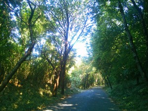 茨城県立中央青年の家への道