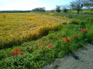 曼珠沙華とつくばりんりんロード