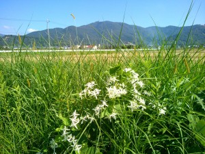 白い花と宝篋山