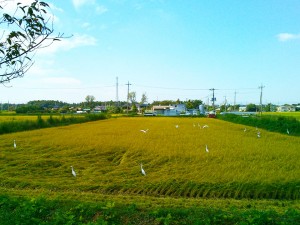 実りの秋の水田の白い鳥