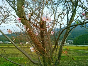 つくば休憩所近くの狂い咲き(?)