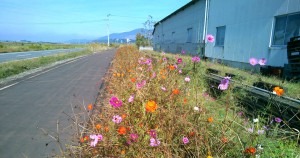 坂田園芸の裏手の花