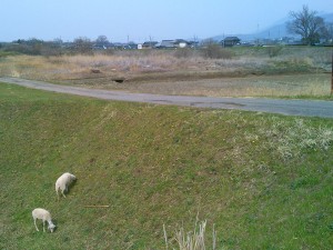 ヤギと宝篋山とその背後に筑波山