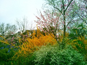 土浦市内とある場所の花々3