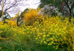 土浦市内とある場所の花々1