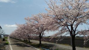 りんりんロードの桜の写真