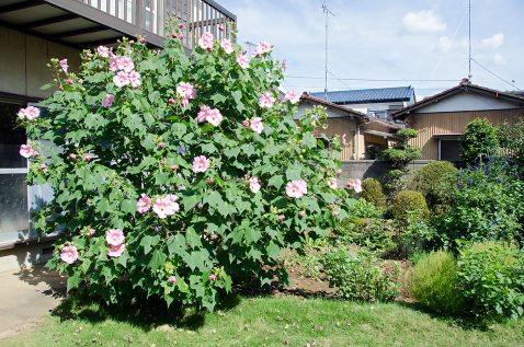 庭の芙蓉