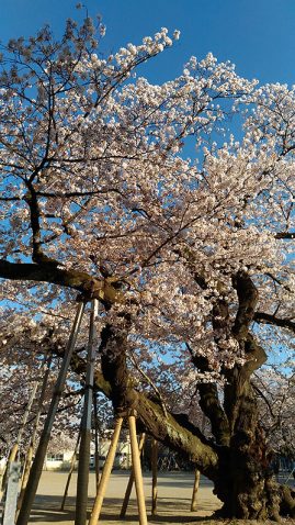 真鍋小学校の桜-縦長