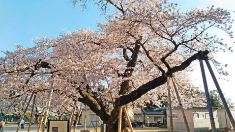 真鍋小学校の桜-横長