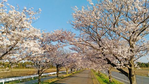 つくば霞ケ浦りんりんロードの桜