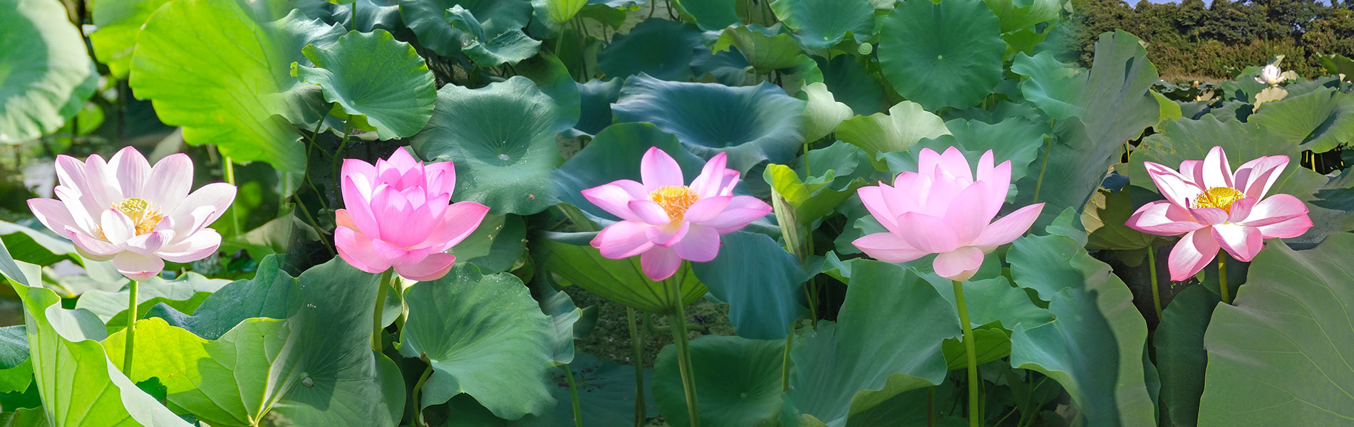 蓮の花