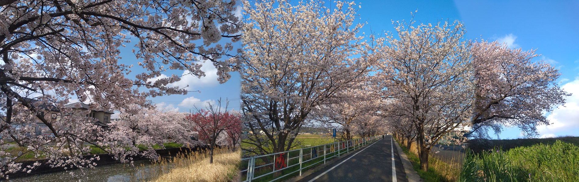 土浦の桜