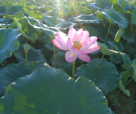 蓮の花